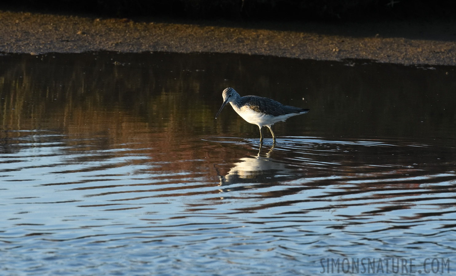 Tringa nebularia [400 mm, 1/800 sec at f / 11, ISO 1600]